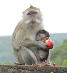 macaque Ile Maurice