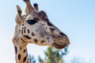 Giraffe slightly sticking tongue out