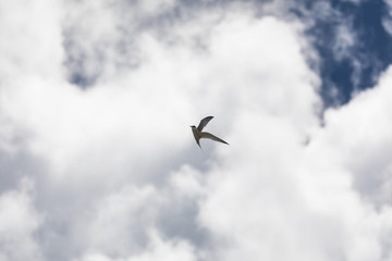 Fototapeta na wymiar 真夏の空を飛ぶアジサシ
