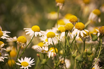 lovely daisies on a field with background