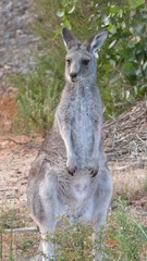 Naklejka na ściany i meble Young kangaroo