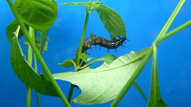 Raupe knabbert am Blatt