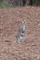 Kangaroo baby and mother