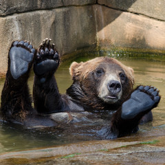 Obraz premium Happy Bear Swimming