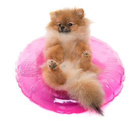young pomeranian dog