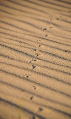Sand, Spuren, Sandspuren, Abend, Sonnenuntergang, Sonne, Vogel, Menschen, Füße, schräg, wellen, Strand, Küste, Ostsee, Nordsee, Linie, Weg, Gehen, Laufen