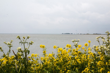 Sea and yellow flower in a cloudy day