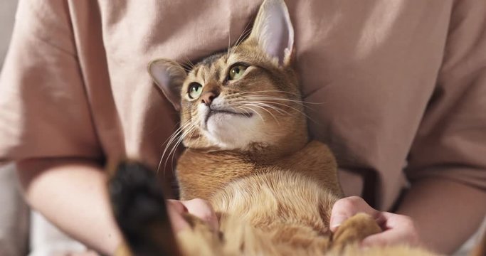 Teen girl with sad abyssinian cat on knees sitting on couch
