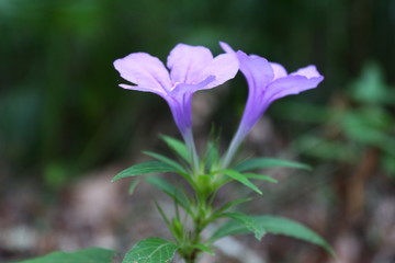 Periwinkle Purple Cute Flowers