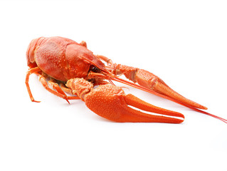Boiled crayfish on white background