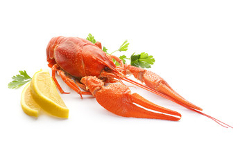Red boiled crayfish or crawfish with lemon and herbs on stone slate dark background. Lobster closeup