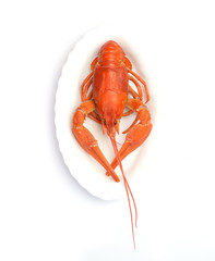 Boiled crayfish on white background