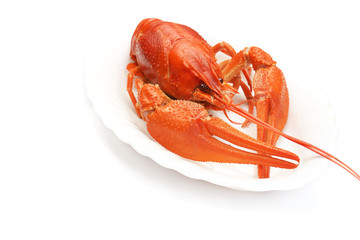 Boiled crayfish on white background