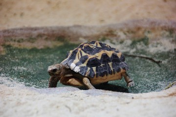 Leopard tortoise walking, Genoa Aquarium, Italy