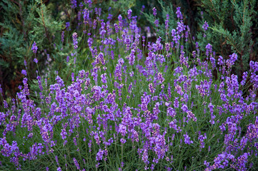 Purple lavender growing in the garden