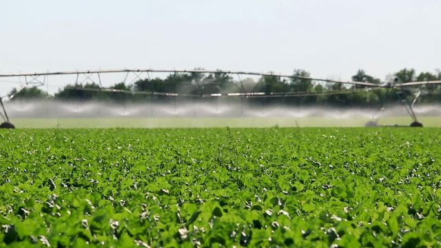 system sprinkler irrigation for watering vegetables