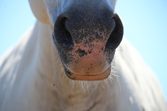 gros plan de museau de cheval blanc