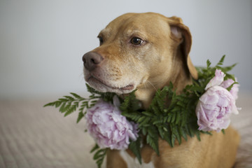 Obraz premium Orange and White Pitbull Staffordshire Terrier Hound Mix with a Flower Crown Collar of Ferns and Pink Peonies