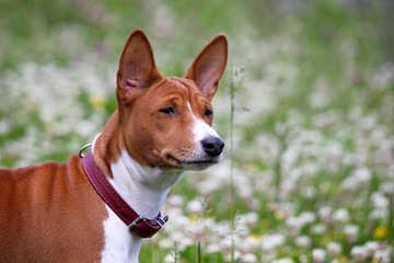 Basenji dog in the park. Purebred gorgeous red dog.