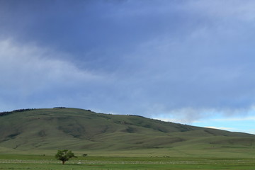 Fototapeta premium Lone tree in the mountains