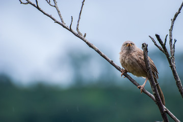 Jungle Babbler on a tree branch while it starts to drizzle.