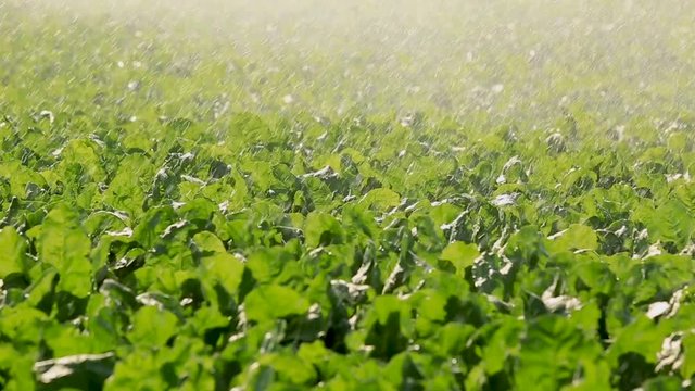 watering vegetables in the field