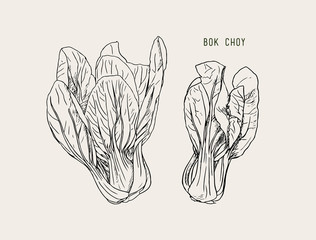 ector illustration of bok choy. Asian cabbage. Hand drawn with ink vintage illustration