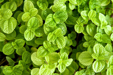 Fresh mint background. Green peppermint garden. Close up