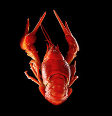 Boiled crawfish on a black background