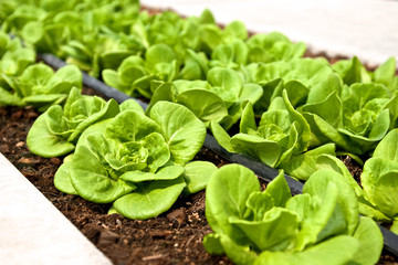 Close up fresh lettuce farm. Rows of plant growing in vegetable garden.