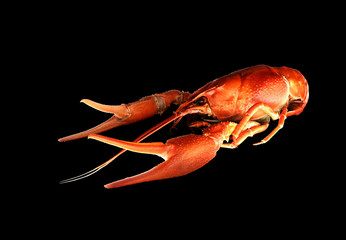 Boiled crawfish on a black background