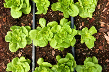 Rows of fresh lettuce farm. Plant growing in vegetable garden. Top view. Close up