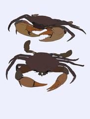 Vector vintage crab drawing. Hand drawn monochrome seafood illustration. Great for menu, poster or label.