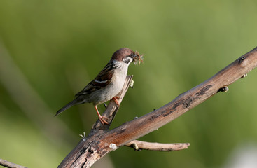 Sparrow