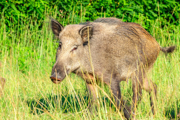 Cinghiale