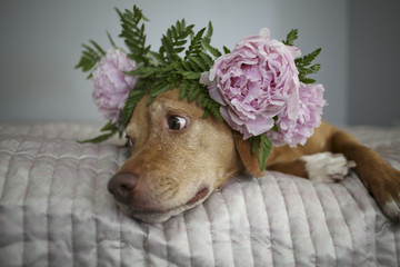 Orange and White Pitbull Staffordshire Terrier Hound Mix with a Flower Crown Collar of Ferns and Pink Peonies
