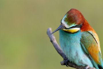 European bee-eater. Bright birds with beautiful plumage. They were shot in the spring during the mating season near Odessa.