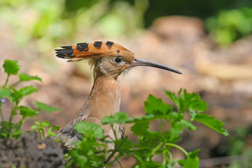 These hoopoe was attracted on their voice.Birds hears the camera shutter clicks and hides behind the filming log among the leaves.