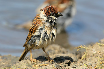 Funny wet sparrow.A sparrow after bathing in a puddle looks like a wet chicken. Funny picture with a wet sparrow after bathing.
