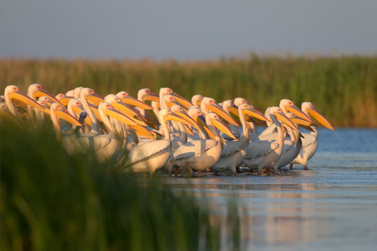 The photos are made in the Ukrainian part of the Danube Delta. White pelicans are the largest delta birds. Live and hunt in large swarms, reproduce in colonies.