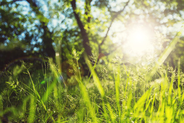 Green grass