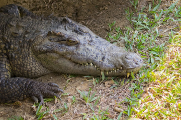Obraz premium Image of a crocodile on the grass. Reptile Animals.