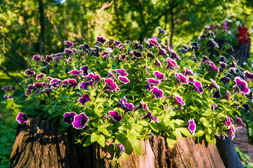 Petunia hanging plant in decorative natural landscape. Beautiful colorful flowers of petunia.
