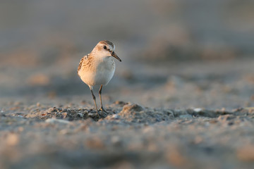 Alone little stint walk on beach early morning
