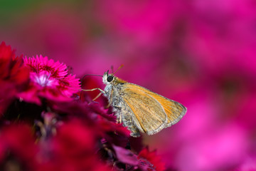 Schmetterling im Sommer