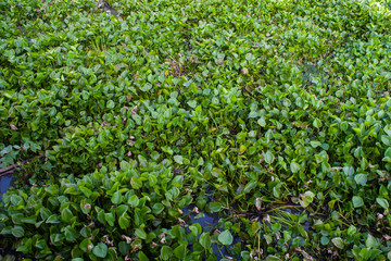 Water Hyacinth on lake