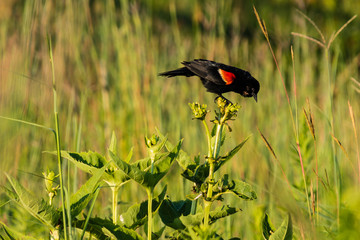 redwing blackbird looking at the nearby birds