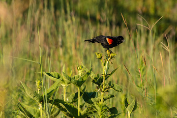 redwing blackbird chirping to the nearby birds