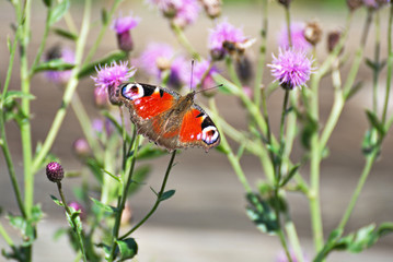 Colorful butterfly on a violet flowers 
