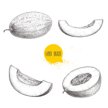 Hand drawn sketch style illustration set of ripe melons and melon slices. Organic food vector illustrations isolated on white background.